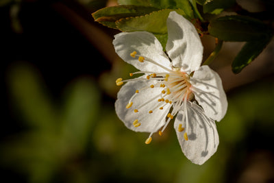 Floral